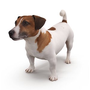 Jack Russell