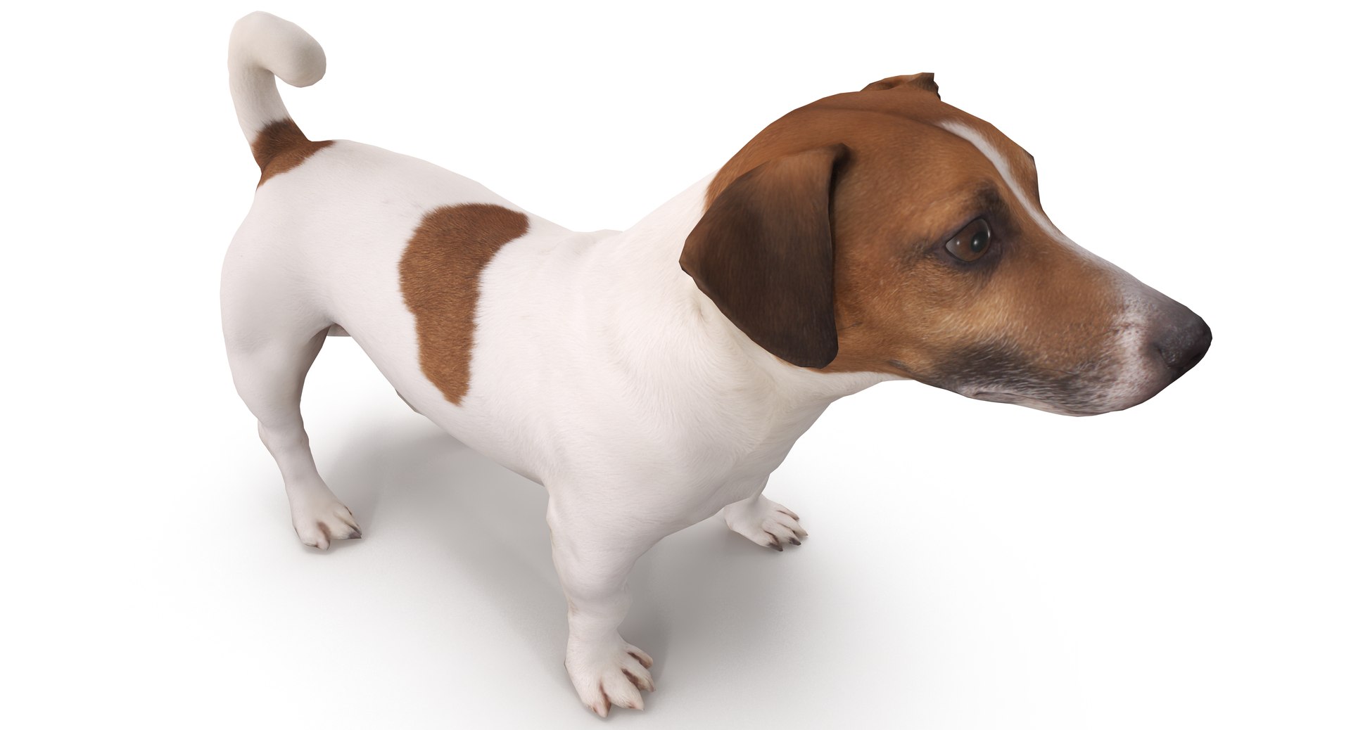 jack russell 3D model https://p.turbosquid.com/ts-thumb/SQ/QN6B0y/umYYmuKG/40004/png/1516640628/1920x1080/fit_q87/743d5dcbcc7571801b68475e256aa64c7e319357/40004.jpg
