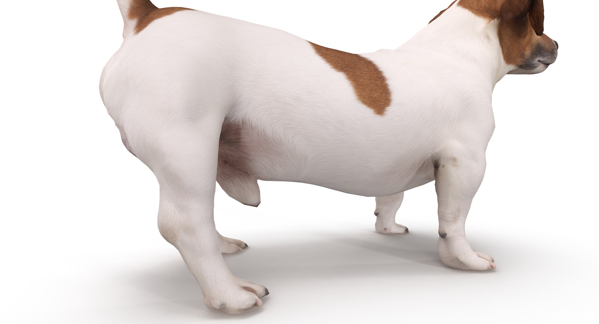 jack russell 3D model https://p.turbosquid.com/ts-thumb/SQ/QN6B0y/uomkThOm/40009/png/1516640628/1920x1080/fit_q87/2e79a31b4a85d183f7e27a76ea4bfd62fdab4aa3/40009.jpg