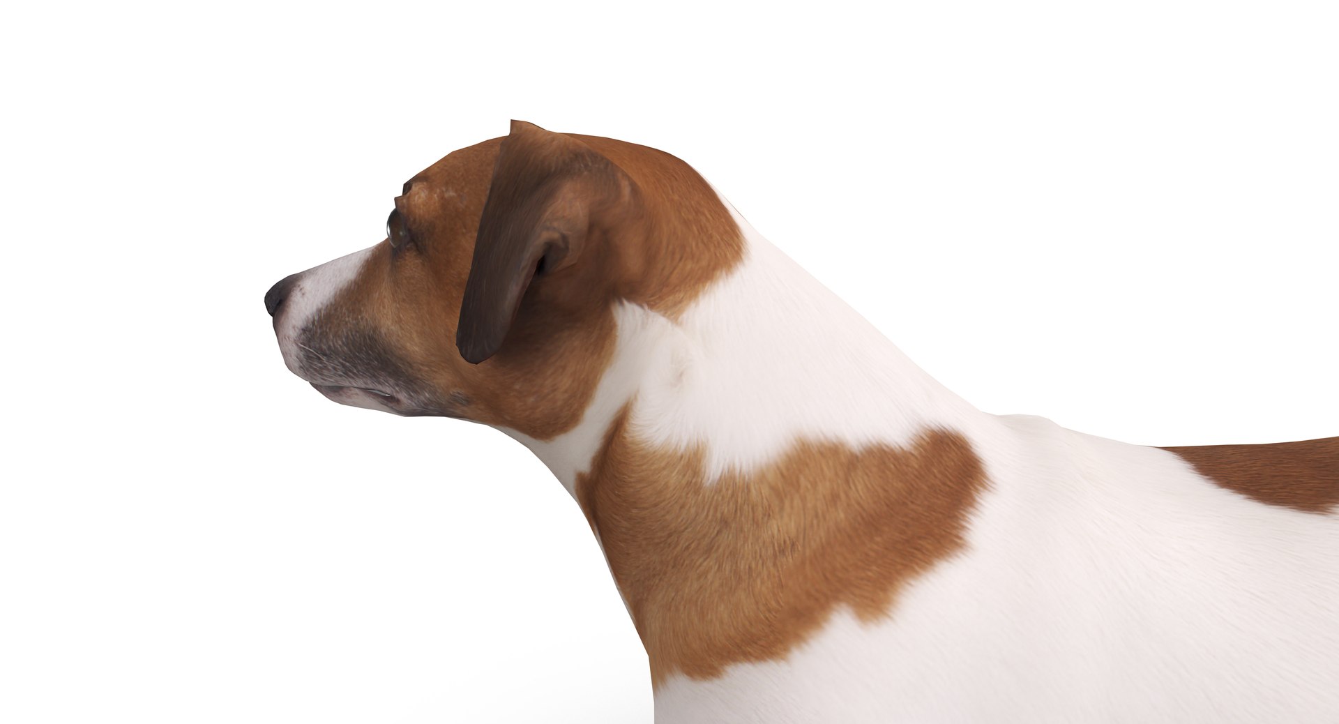 jack russell 3D model https://p.turbosquid.com/ts-thumb/SQ/QN6B0y/zcjDMkyS/40016/png/1516640628/1920x1080/fit_q87/a24e6357d266c7596cb073c7d400f88099b8bc2f/40016.jpg