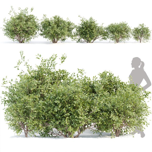 Bushes collection vol 154 3D model - TurboSquid 1995701