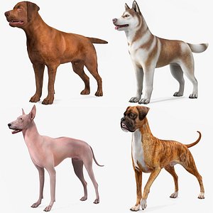 Large Dogs Rigged for Maya Collection 2