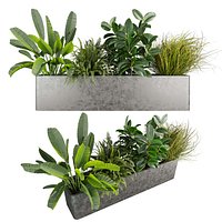 plant vol 1052 -  banana - fern - rubber - Cymbopogon - box