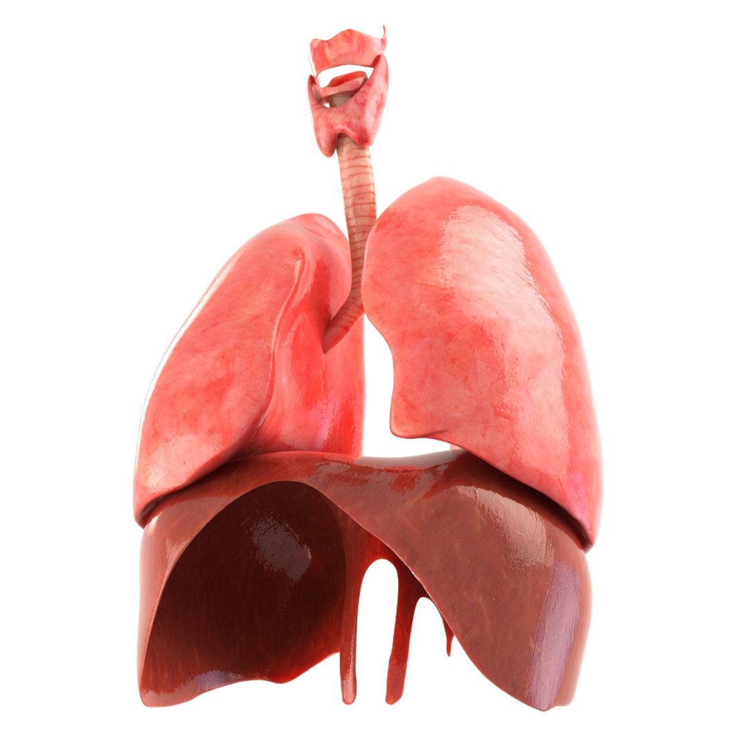 3d realistic human lungs animation https://p.turbosquid.com/ts-thumb/SQ/qANcn5/0a078e25/color0001/jpg/1454308422/1920x1080/fit_q87/8c1eebf42d314ed57a57a8adeb82f836cf3d6aa2/color0001.jpg