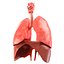 Lungs animated