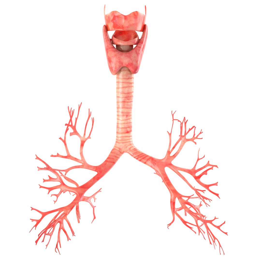 3d realistic human lungs animation https://p.turbosquid.com/ts-thumb/SQ/qANcn5/BEawRfbC/color0006/jpg/1454308422/1920x1080/fit_q87/e0eaf75633e0260ac444777dcfba8ec6d5a691ef/color0006.jpg