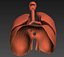 3d realistic human lungs animation