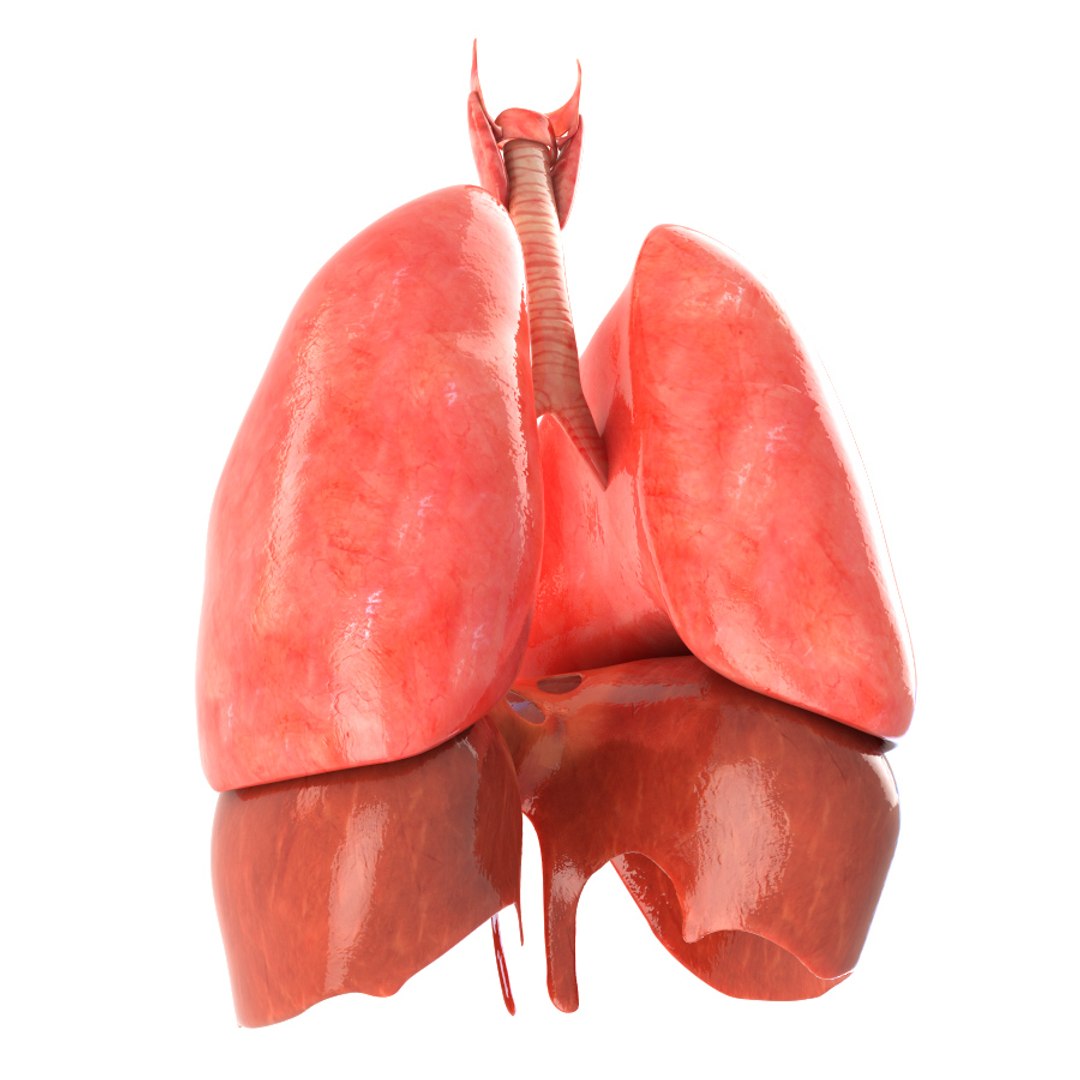3d realistic human lungs animation https://p.turbosquid.com/ts-thumb/SQ/qANcn5/LR9f0Cwu/color0002/jpg/1454308422/1920x1080/fit_q87/3ff2387174d69228a962ea21e9d5aeb789fc1f8f/color0002.jpg