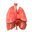 3d realistic human lungs animation