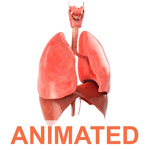 Lungs animated