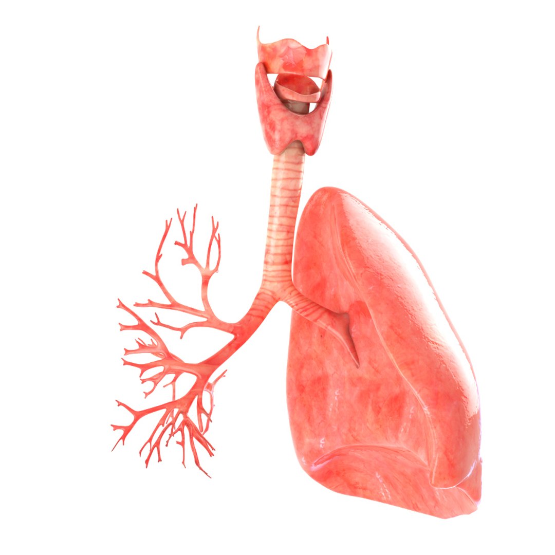 3d realistic human lungs animation https://p.turbosquid.com/ts-thumb/SQ/qANcn5/kDljtIGL/color0005/jpg/1454308422/1920x1080/fit_q87/609d23f68b90994188a69d5d2cdf666efe2e771c/color0005.jpg