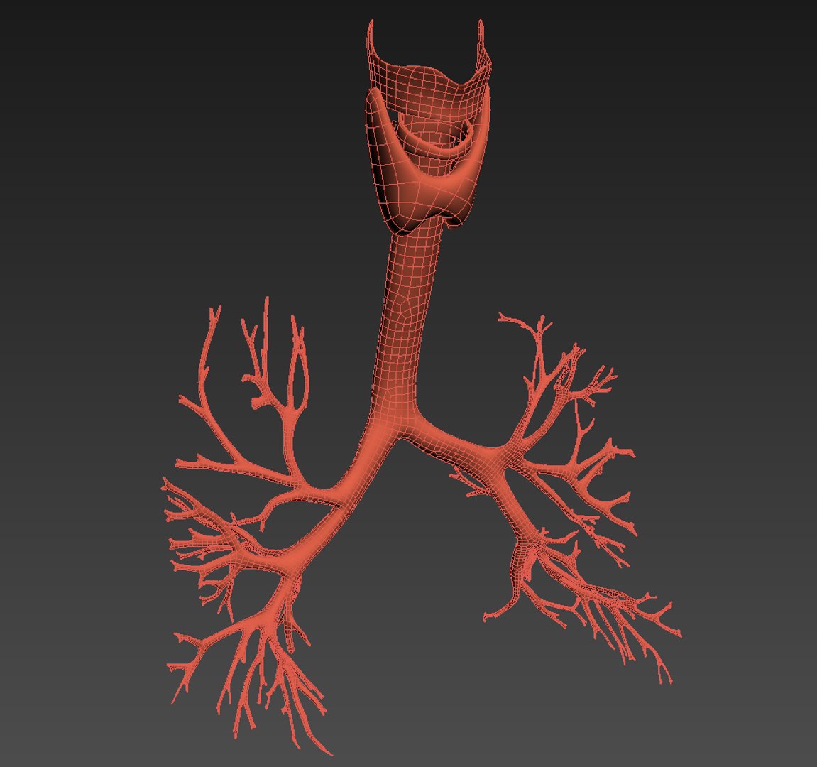 3d realistic human lungs animation https://p.turbosquid.com/ts-thumb/SQ/qANcn5/oNeYBXTv/wire5/png/1454308422/1920x1080/fit_q87/25b9c355f0f2448c3d979c90ed8304ea69bb8d48/wire5.jpg