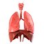 Lungs animated