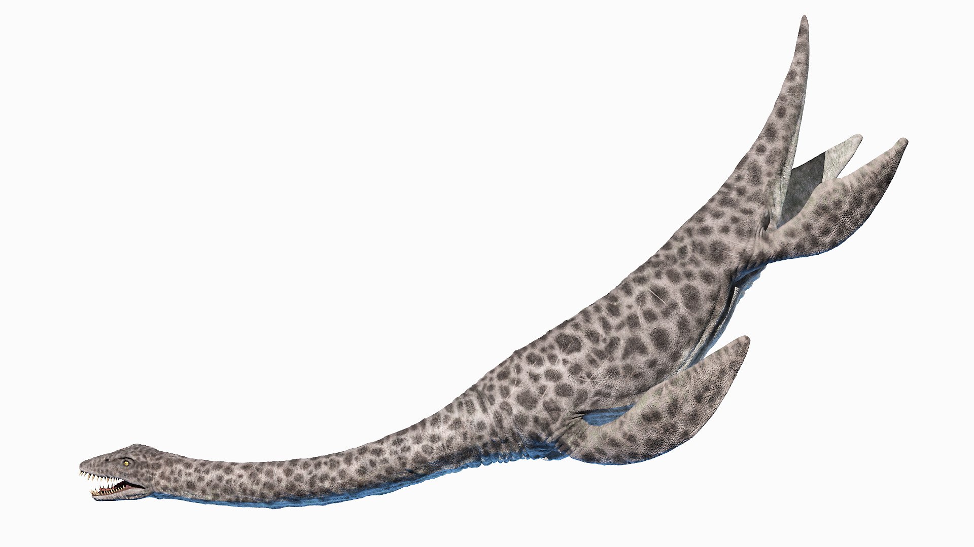 Plesiosaurus 3D - TurboSquid 1664130