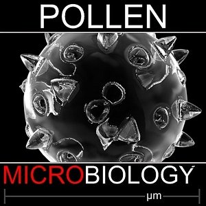 pollen spore 3d model