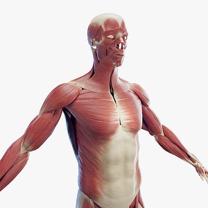 Human Male Muscles Static 3D