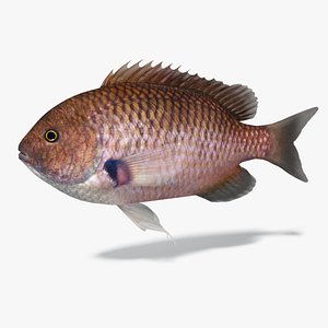 3D chromis notata model