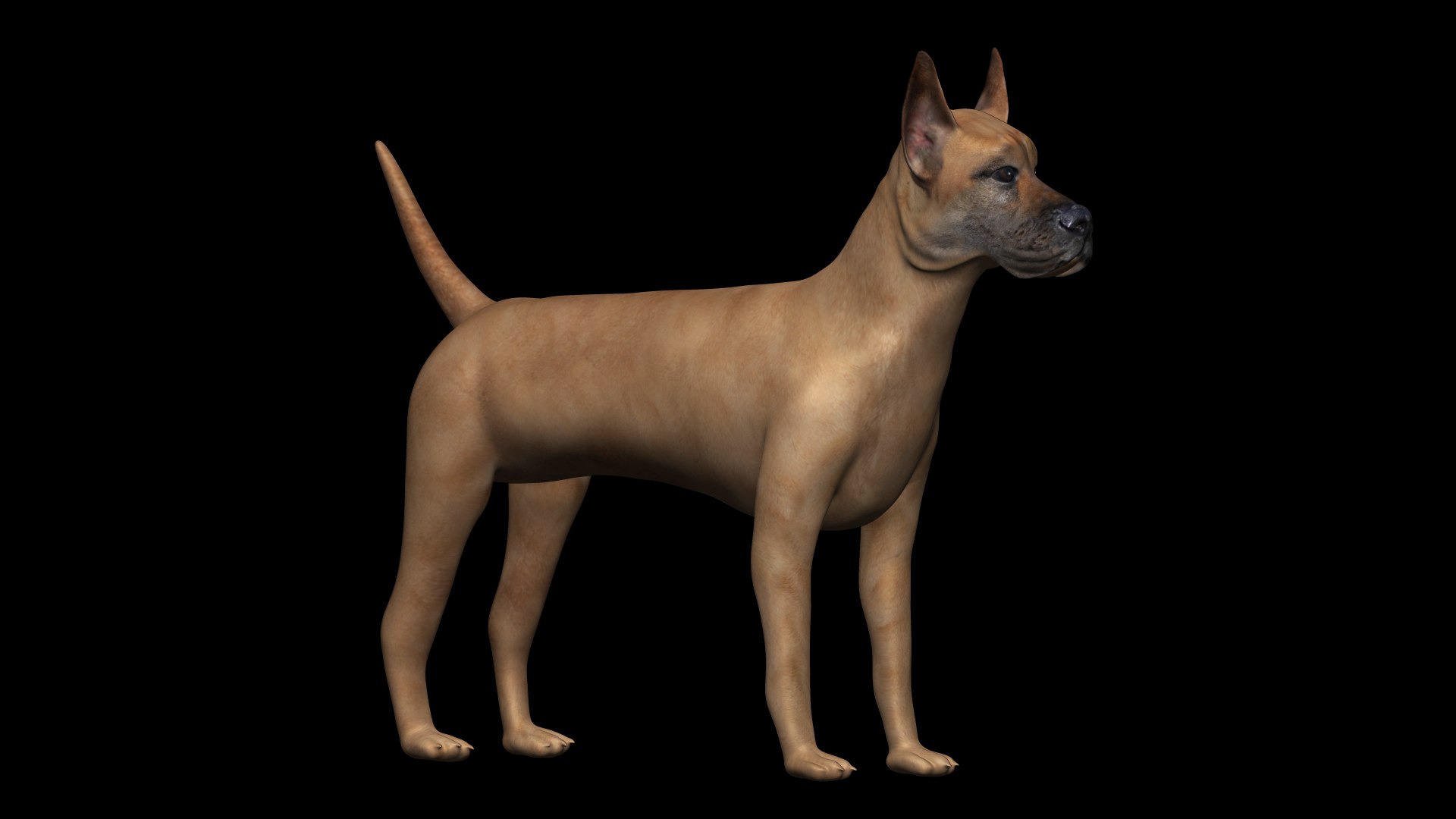 3D Fully Rigged Low Poly Great Dane - TurboSquid 1741110