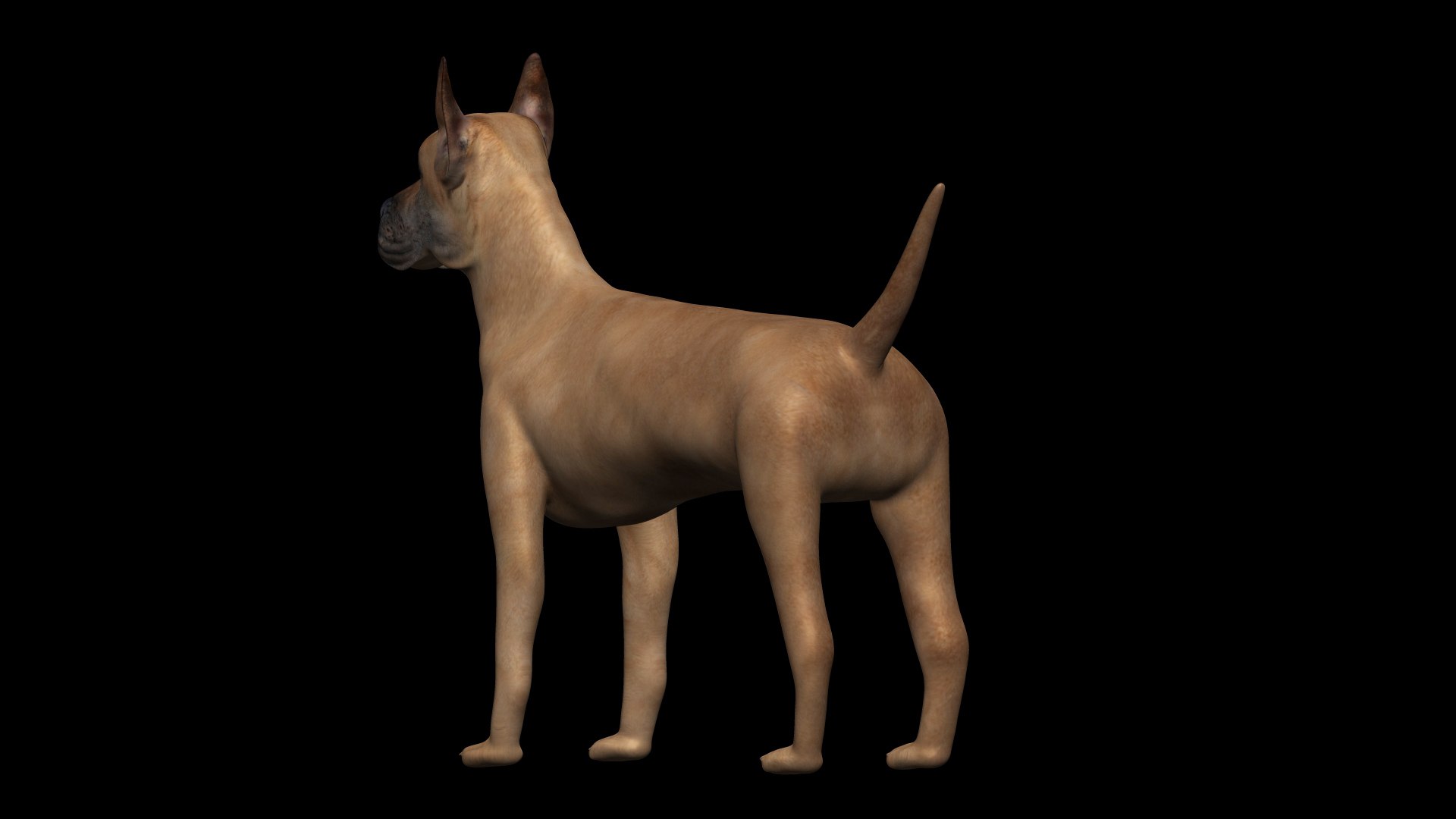 3D fully rigged low poly great dane https://p.turbosquid.com/ts-thumb/SR/lTXGEn/ZH/14/jpg/1622643147/1920x1080/fit_q87/fd1e108004612e391b377ceb62b8898c2f01c2cc/14.jpg