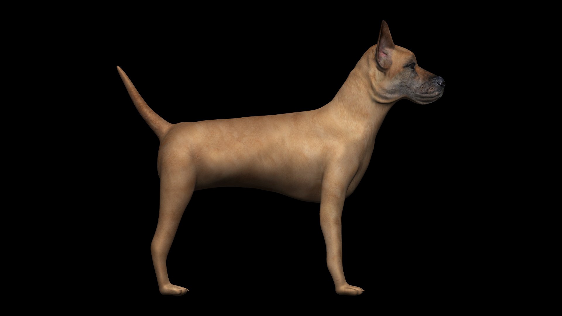 3D fully rigged low poly great dane https://p.turbosquid.com/ts-thumb/SR/lTXGEn/sq/12/jpg/1622643131/1920x1080/fit_q87/4da57a27b1320df22318a1b2153f7edab0f9c669/12.jpg