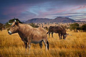 Cattle Steer Cow Bull Rigged Animation