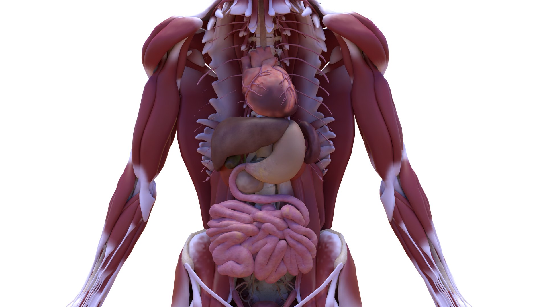 3D Model Full Human Body Anatomy - TurboSquid 2281213