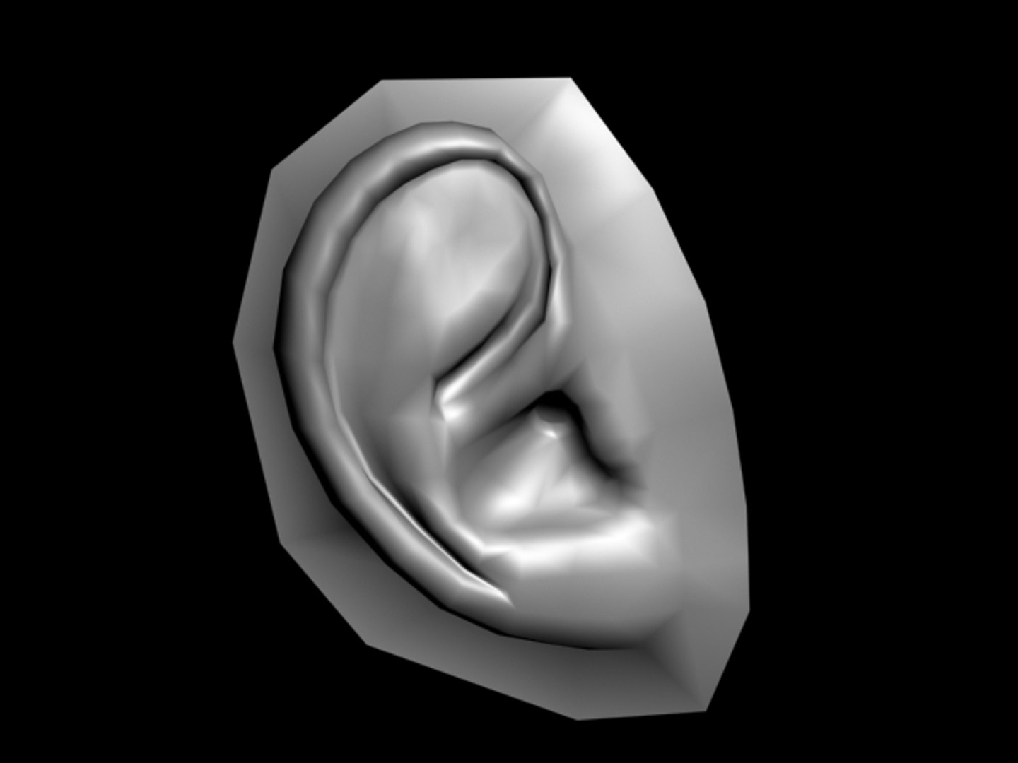 3d Model Of Human Ear