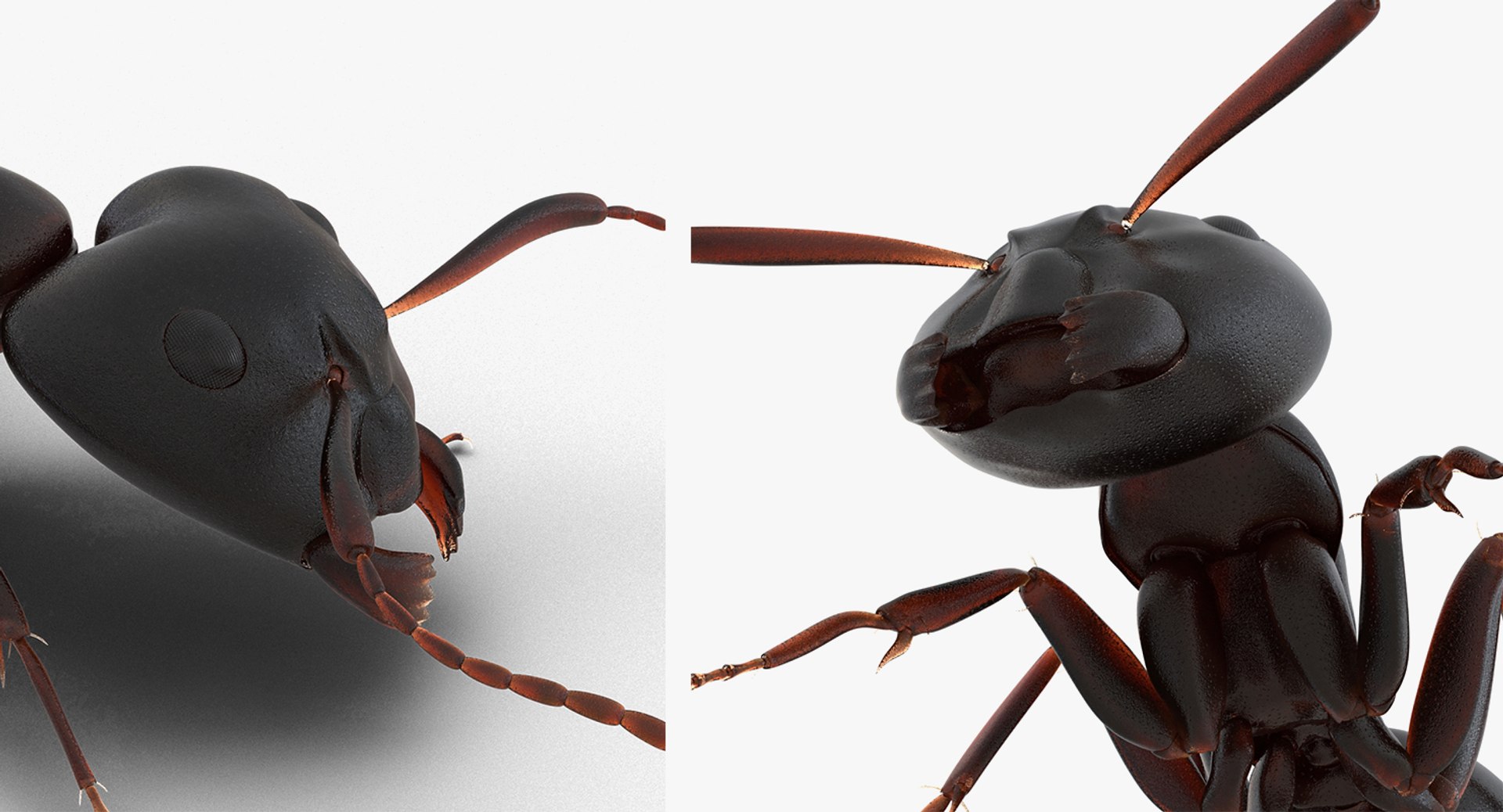 Creeping insects 2 3D model - TurboSquid 1571349