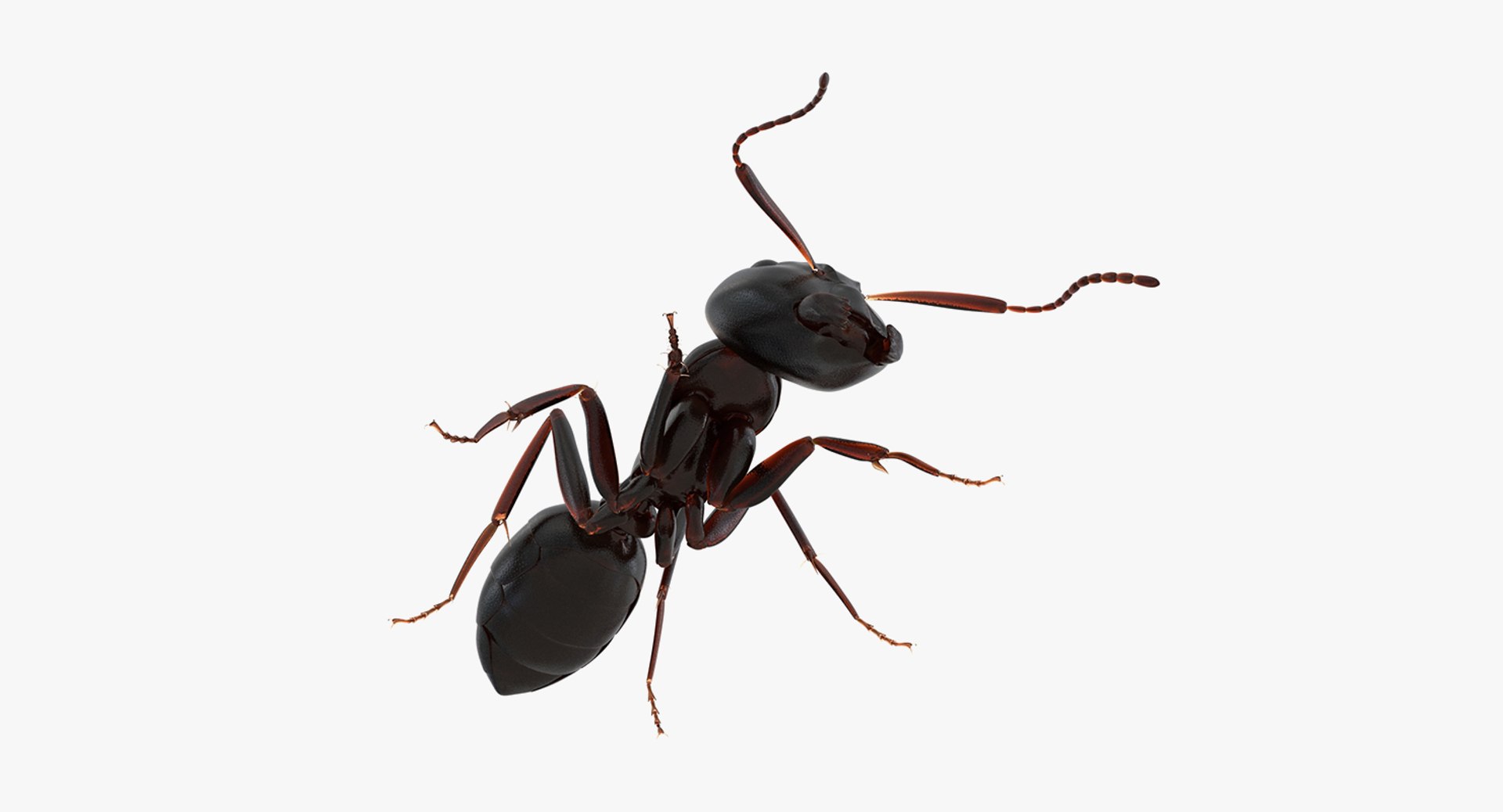 Creeping insects 2 3D model - TurboSquid 1571349