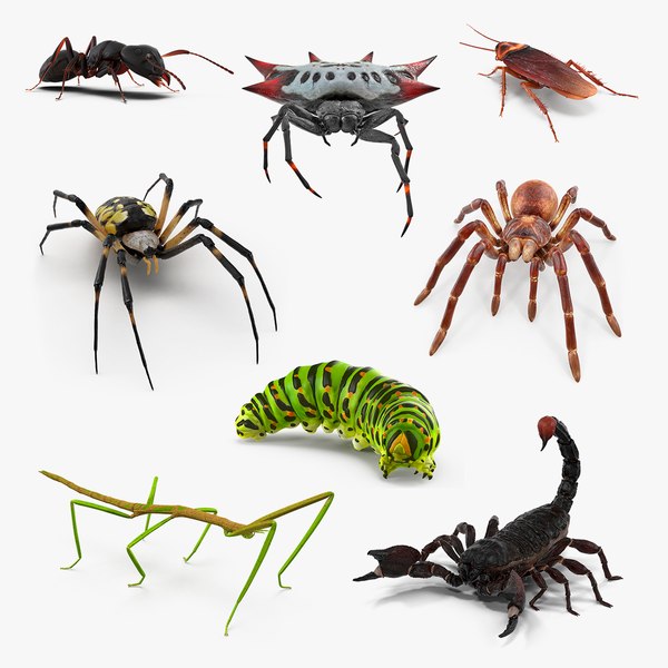 creeping insects 2 3D model