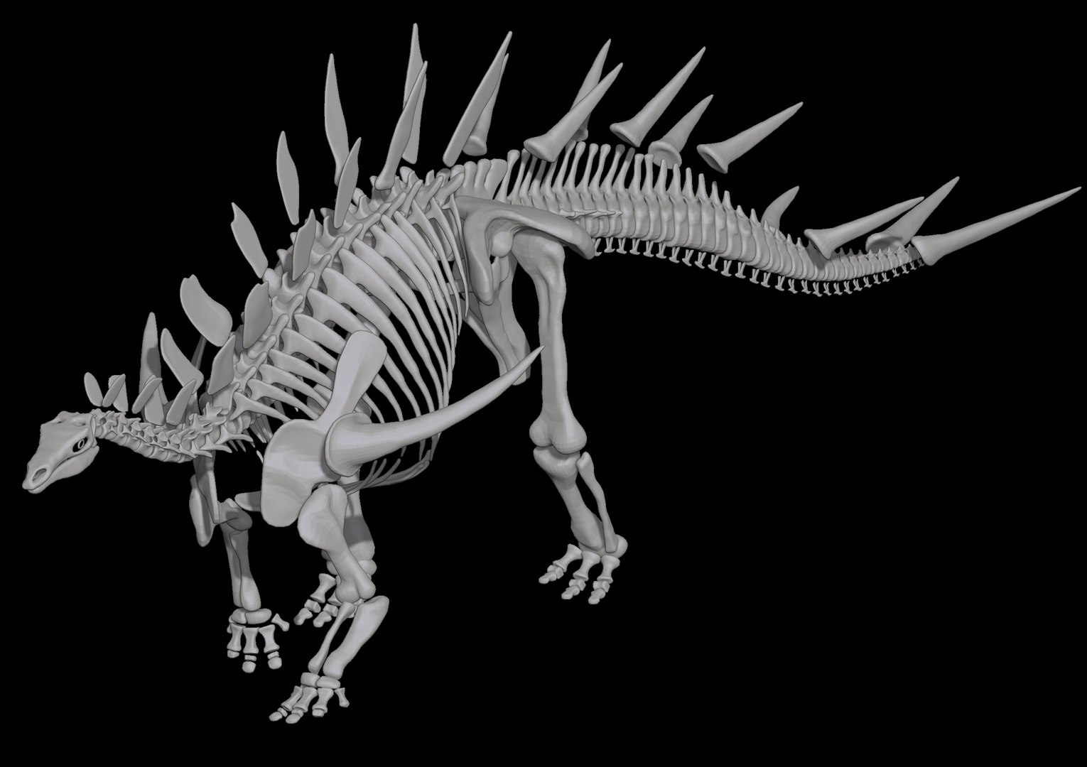 3D Kentrosaurus Skeleton Dinosaur - TurboSquid 1254077