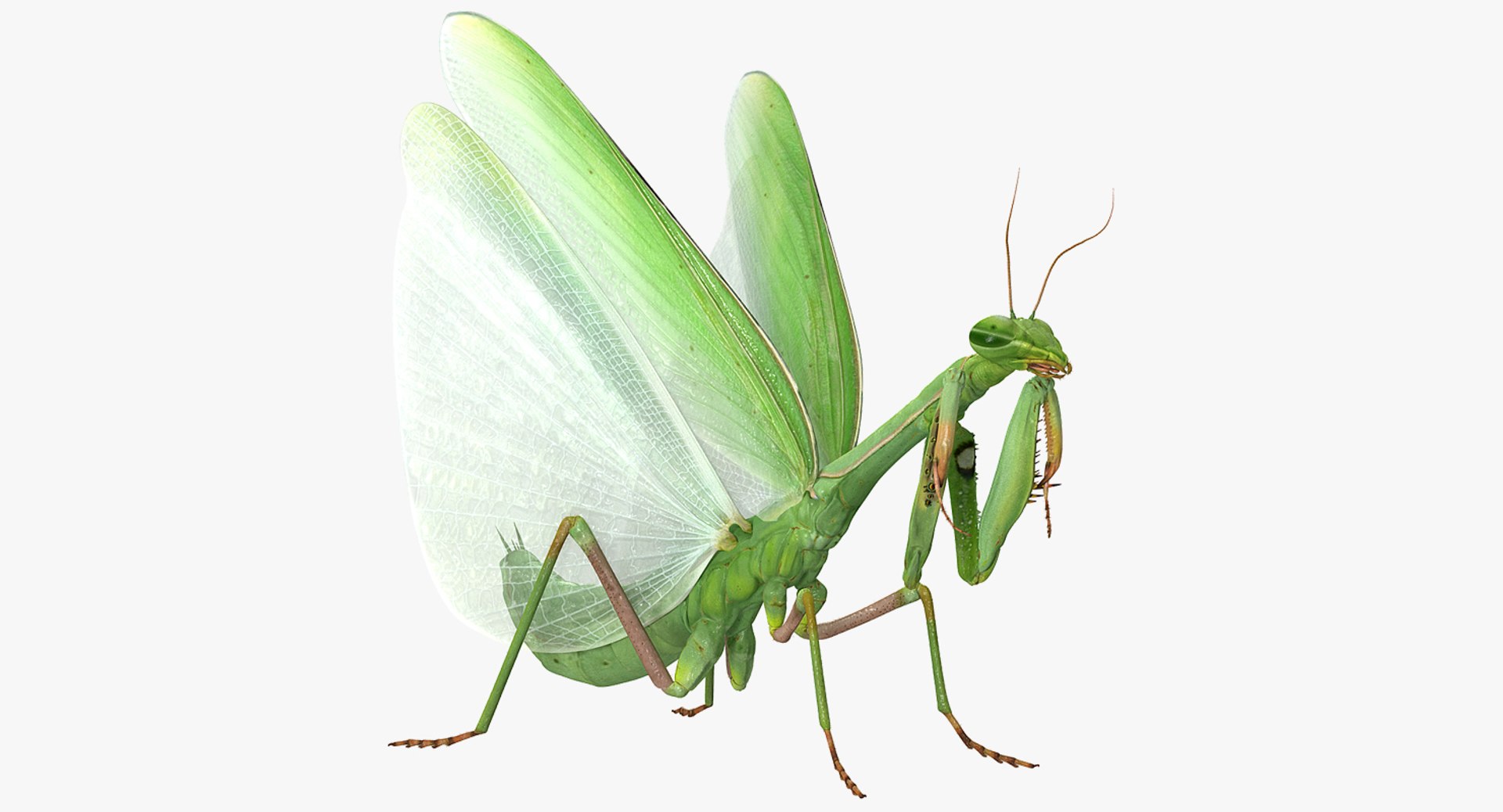 洋書　MANTODEA カマキリ 洋書 MANTODEA カマキリ 洋書 MANTODEA カマキリ
