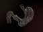 Stomach