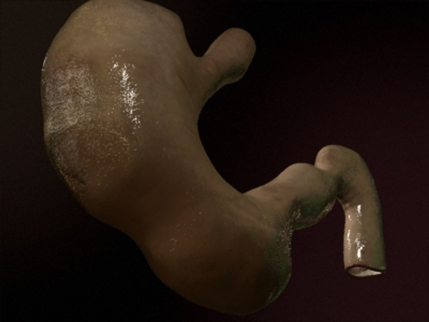 3d realistic stomach model https://p.turbosquid.com/ts-thumb/SS/qajq2k/m4NZdRcm/stomach005/jpg/1263668452/1920x1080/fit_q87/bd72eb2f7cd9bdab3648a38a7f5ca41b5583e738/stomach005.jpg