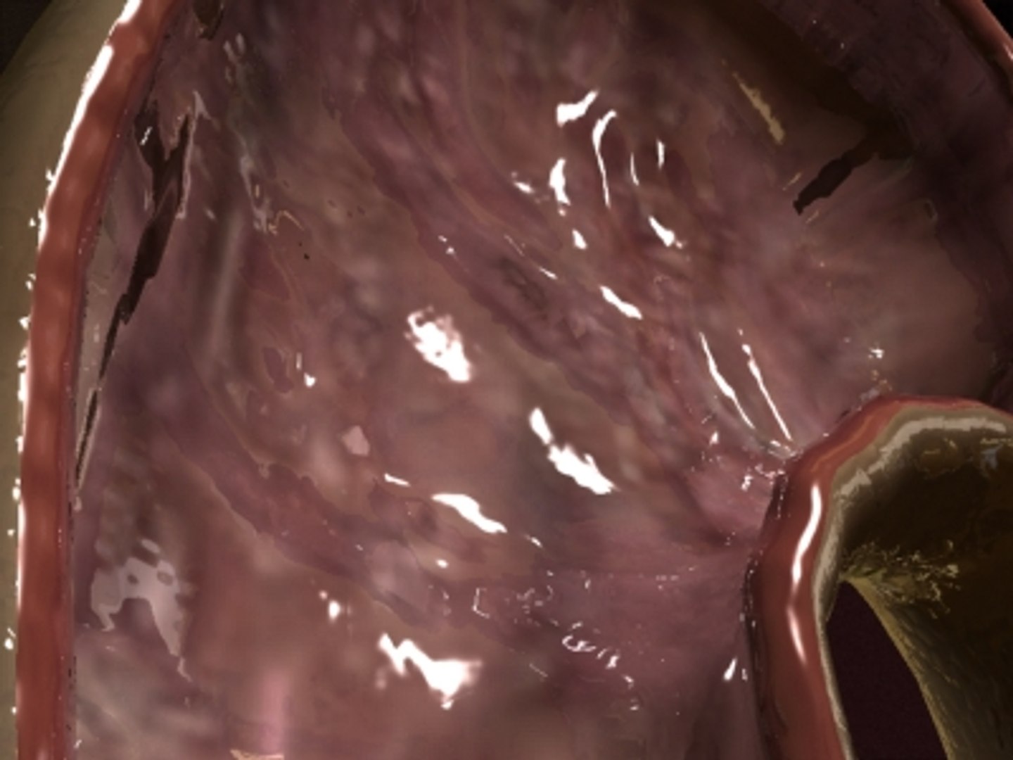 3d realistic stomach model https://p.turbosquid.com/ts-thumb/SS/qajq2k/vfg20Xqn/stomach008/jpg/1263668463/1920x1080/fit_q87/84b26468d7366011e961a03b887a7aa1d58da055/stomach008.jpg