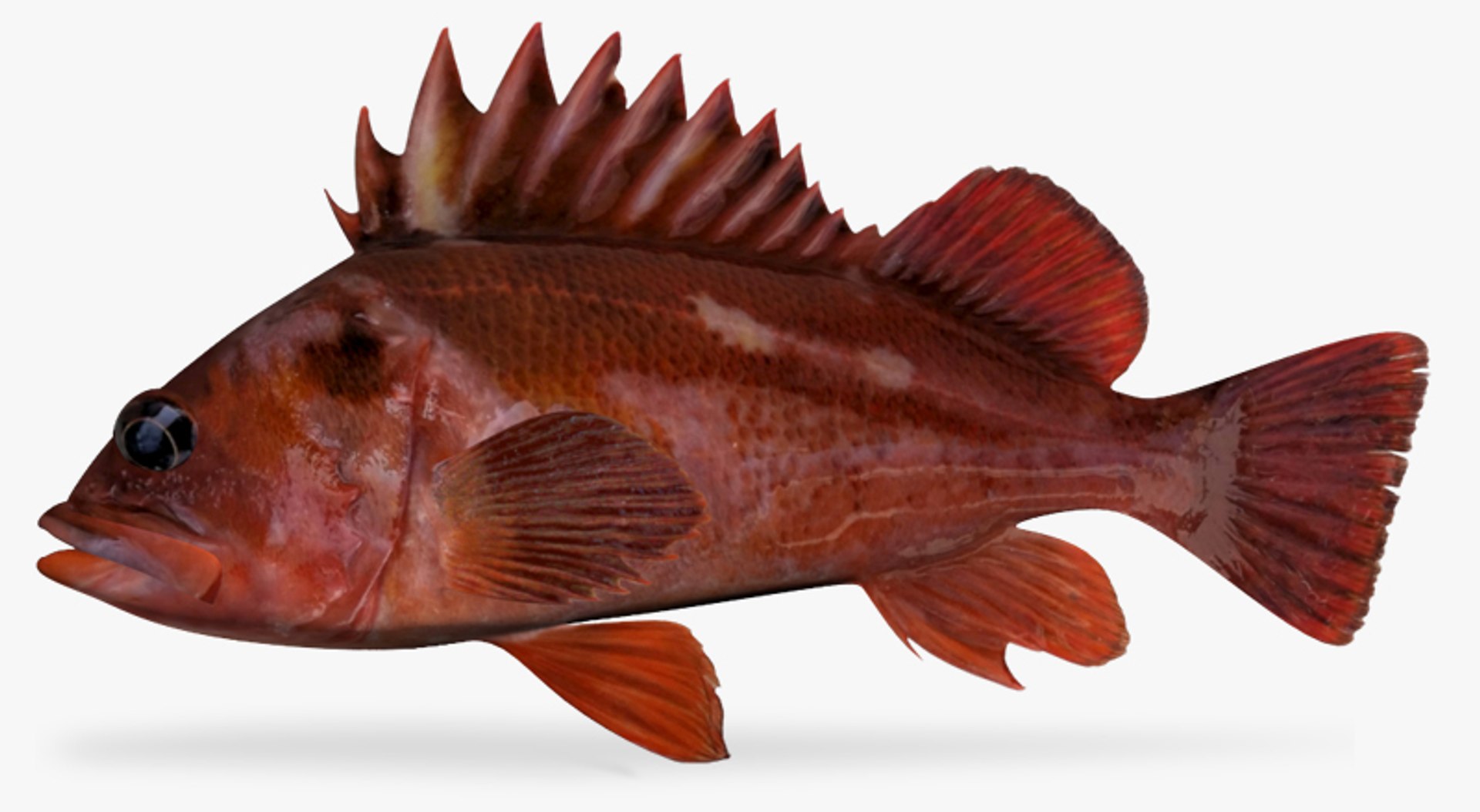 copper rockfish 3d x