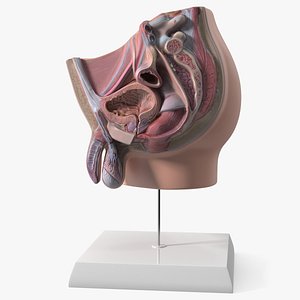 3D Medical Male Urogenital Anatomy Section Model model