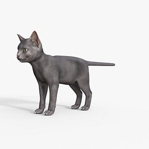 Cute 3D Kitten Rigged