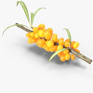 3d sea buckthorn model