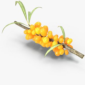 Sea Buckthorn