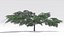 Acacia Tree-S21