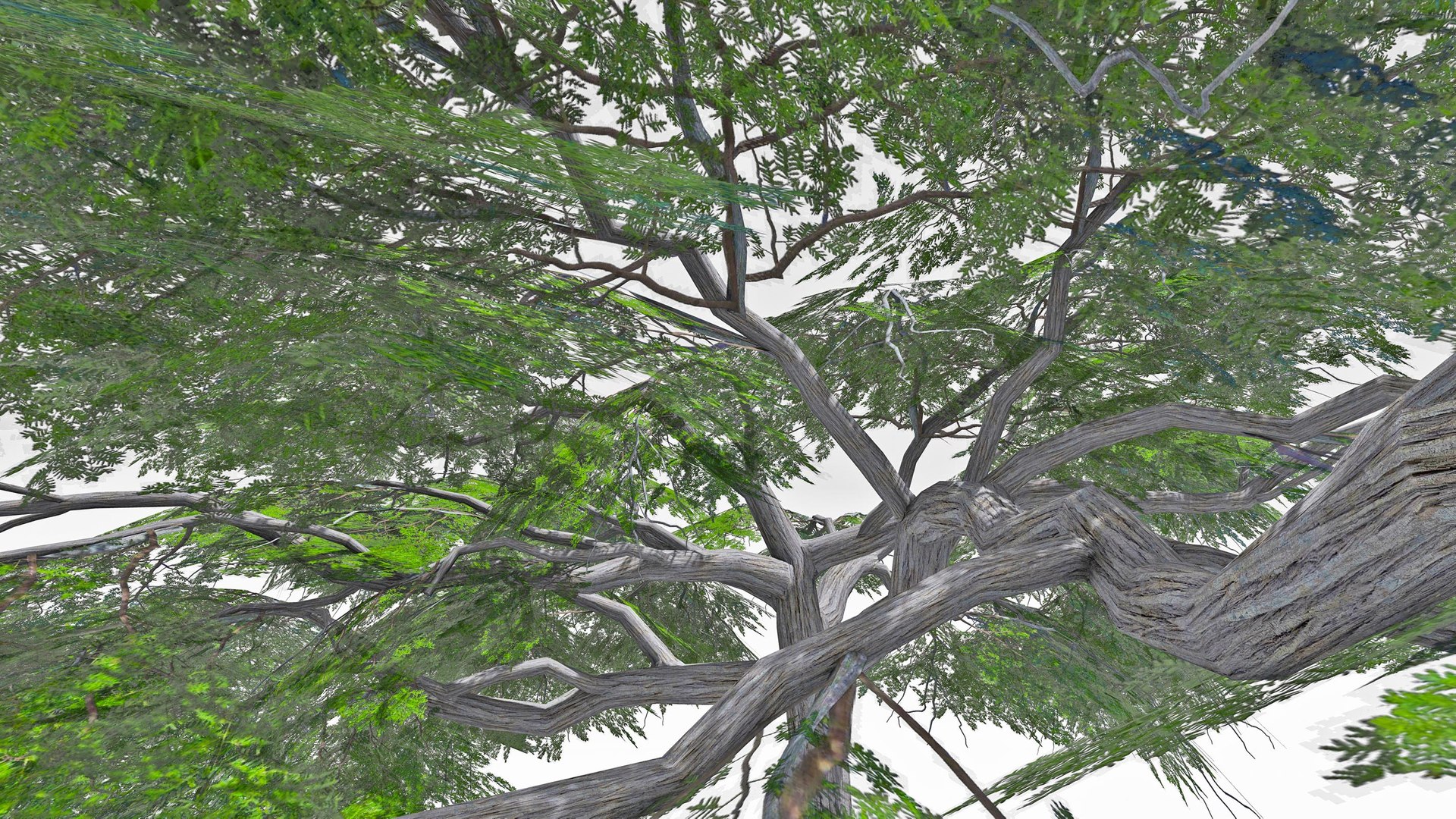 Acacia Tree-S21 model https://p.turbosquid.com/ts-thumb/ST/cGjkrl/89/s6/jpg/1742231620/1920x1080/fit_q87/550f20893755178be597de7647c0c41a2aa42b92/s6.jpg