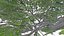 Acacia Tree-S21