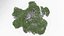 Acacia Tree-S21