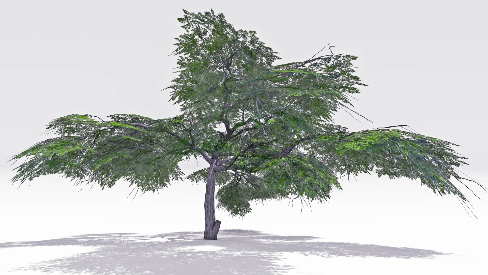 Acacia Tree-S21 model https://p.turbosquid.com/ts-thumb/ST/cGjkrl/jb/s2/jpg/1742231619/1920x1080/fit_q87/80c675f13f53da5df06469c13b6ed8b2f4289810/s2.jpg