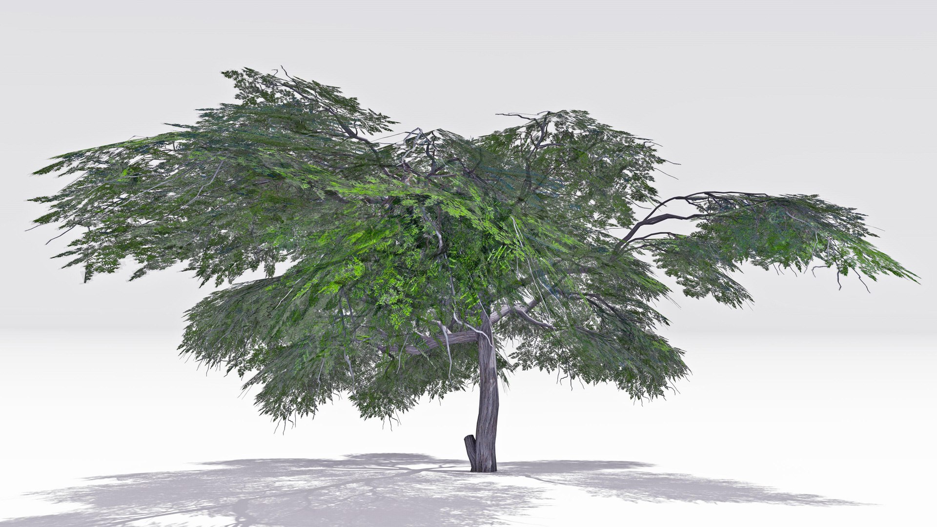 Acacia Tree-S21 model https://p.turbosquid.com/ts-thumb/ST/cGjkrl/pP/s4/jpg/1742231619/1920x1080/fit_q87/0059bbb32d12e913d7c8789a4040d10087412002/s4.jpg