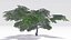 Acacia Tree-S21