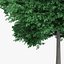 Quercia inglese 6.3m