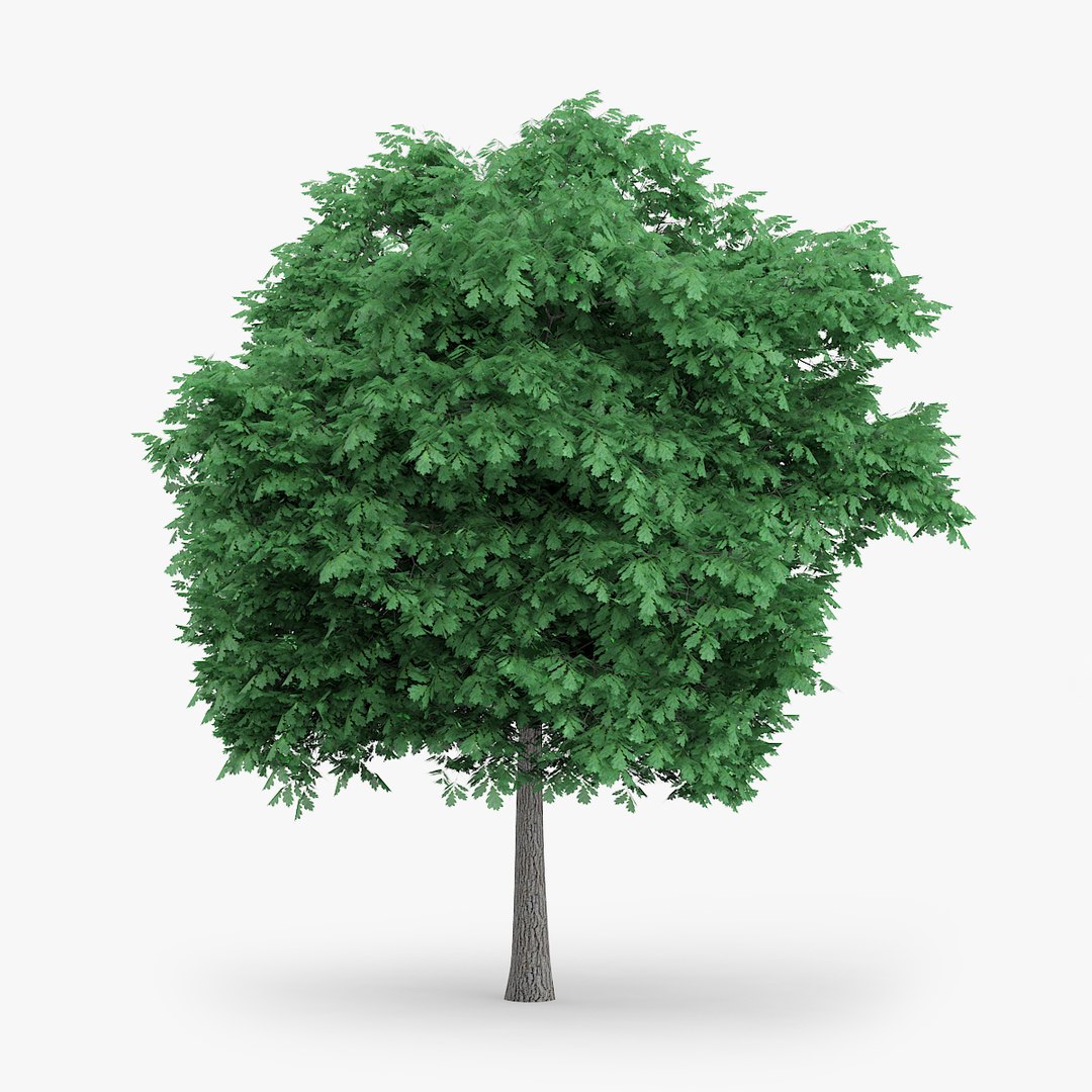 3d model english oak 6 3m https://p.turbosquid.com/ts-thumb/ST/fP6yar/roziYen9/redpolygon_oak_02_03/jpg/1439492630/1920x1080/fit_q87/1845959727a06ac83763d3e0c831ca98e5538935/redpolygon_oak_02_03.jpg