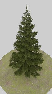 spruce 3D